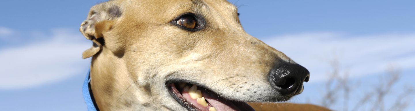 Animal Charity